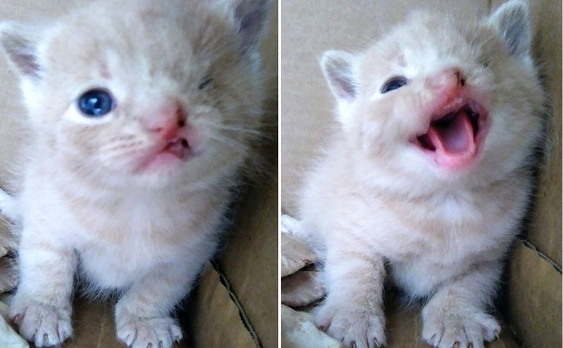 cute, kitten, cleft lip, one eye, wink