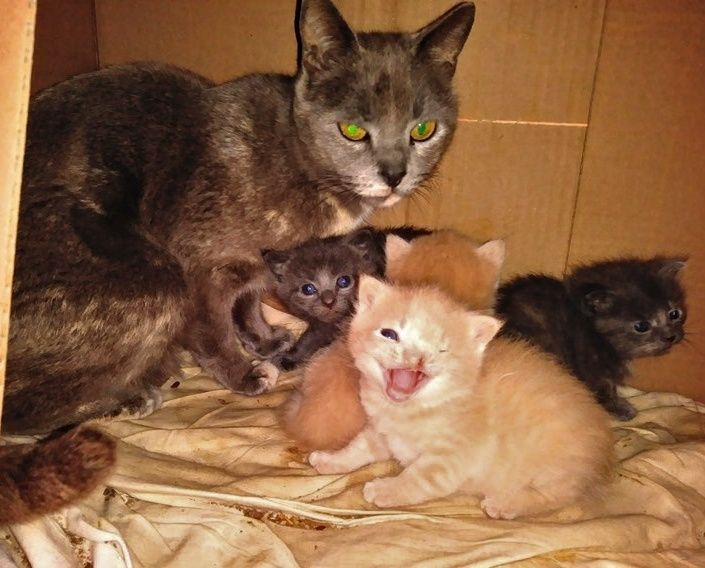 stray cat, kittens, one eye, cleft lip