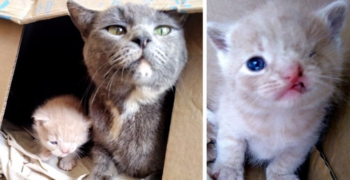 Stray Cat Takes Rescuers to Her Kittens - One of Them Has a Permanent Wink