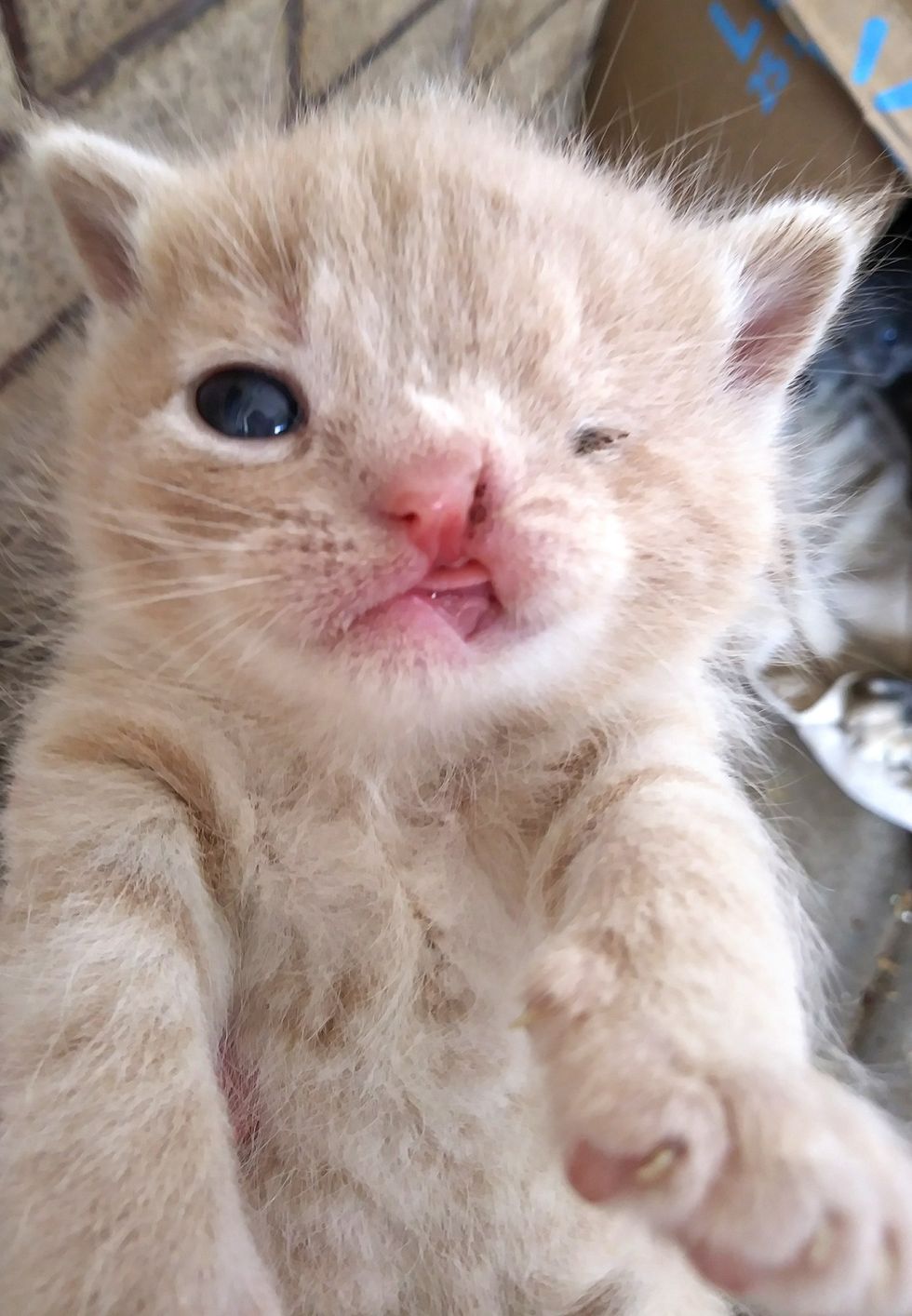 cute, kitten, cleft lip, one eye, wink