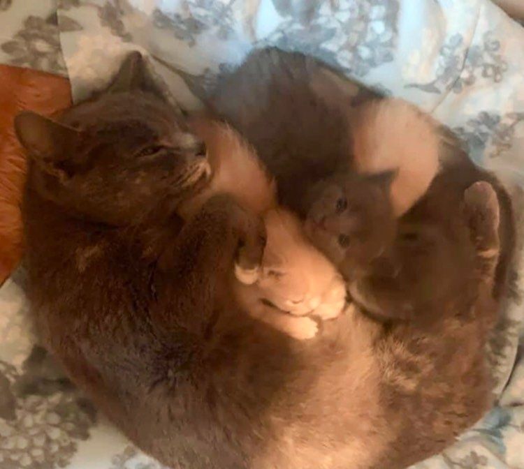 cat mom, cute, kittens, snuggles