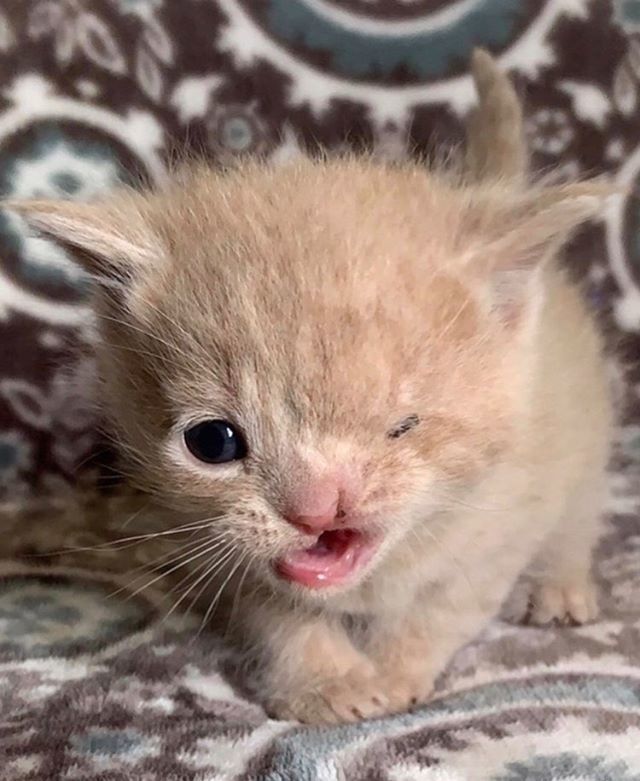 cute, kitten, cleft lip, one eye, wink