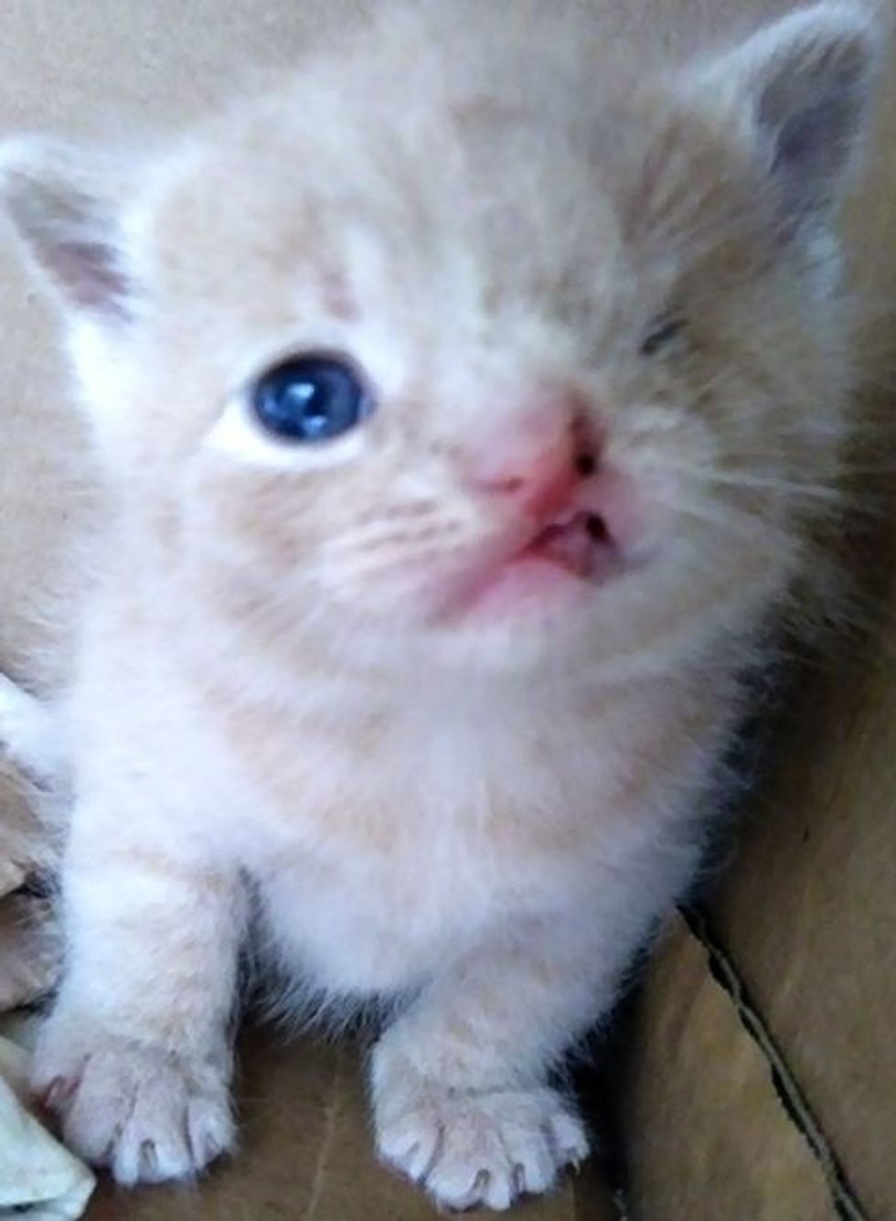 cute, kitten, cleft lip, one eye, wink