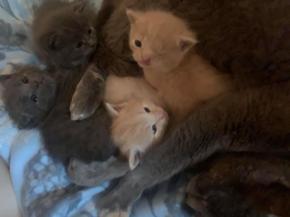 cat mom, cute, kittens, snuggles