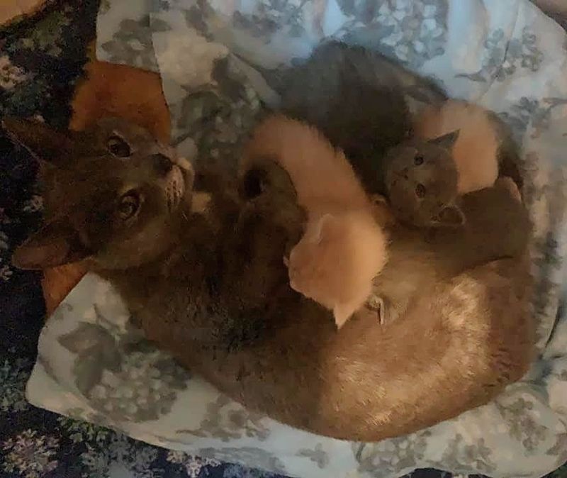 cat mom, cute, kittens, snuggles