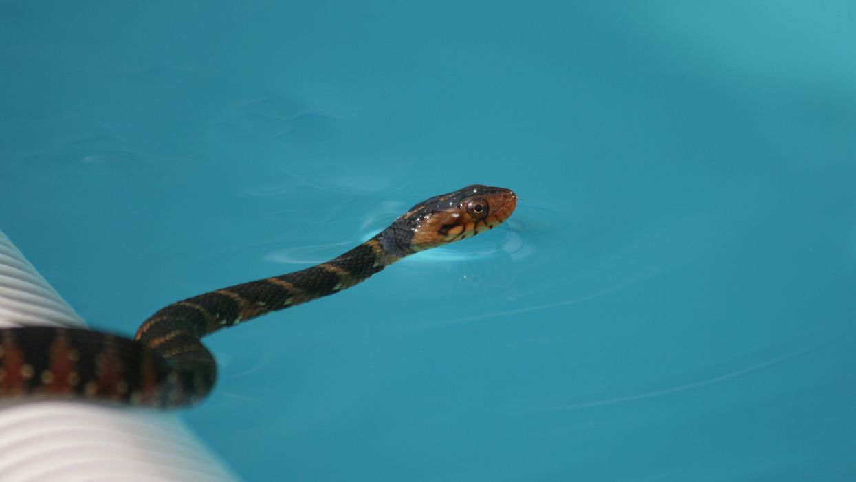 Watching a snake slither into a Texas swimming pool will make you look both ways before diving in