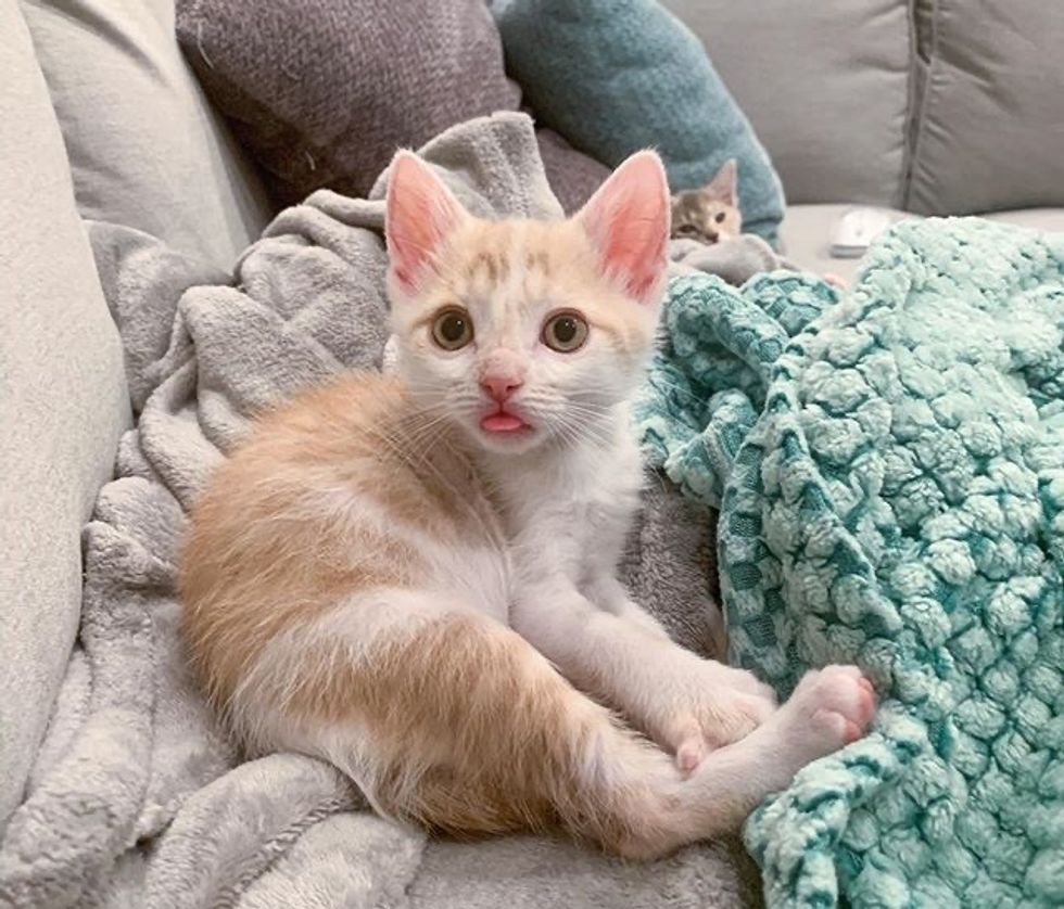 cute, kitten, tongue, blow raspberry