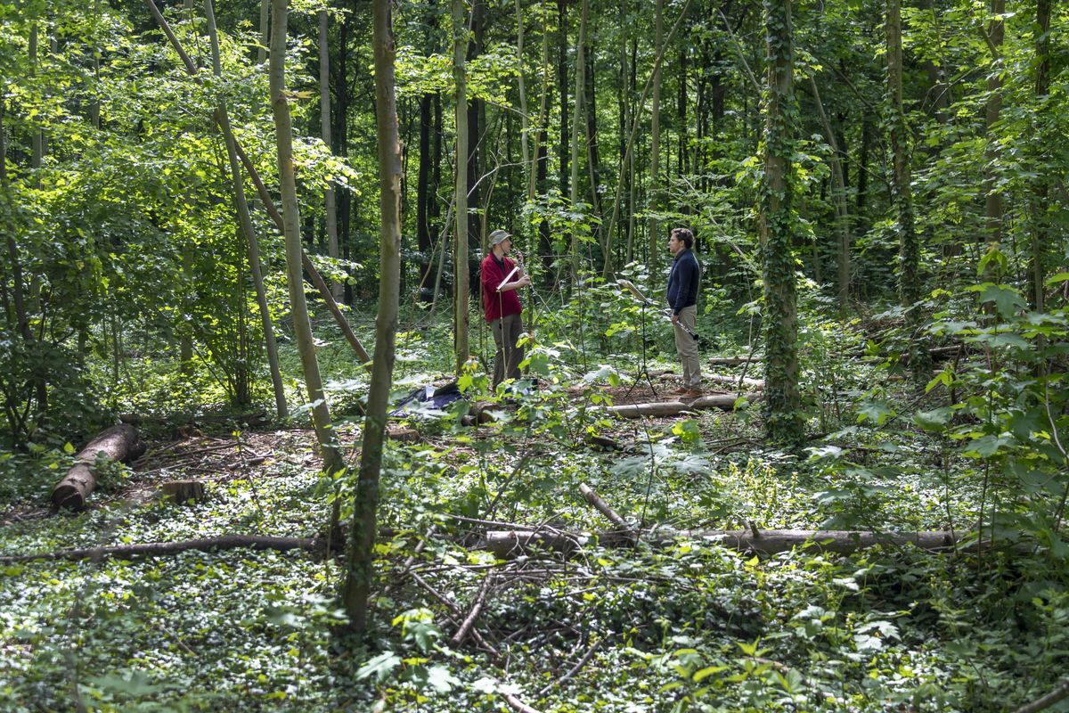 Occhi di straniera nel bosco degli eremiti