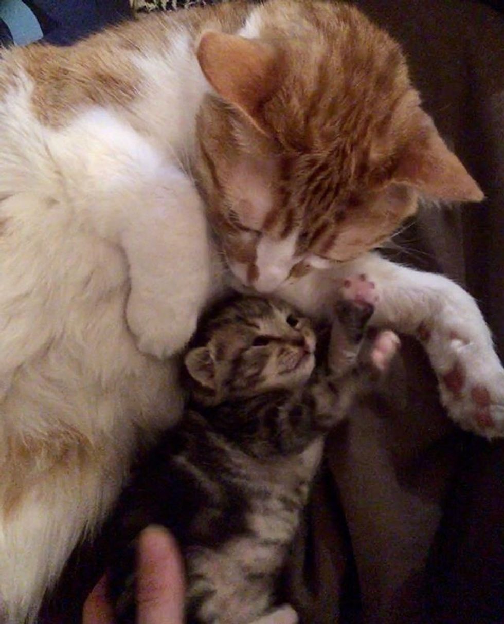 cute, kitten, cat, cuddles