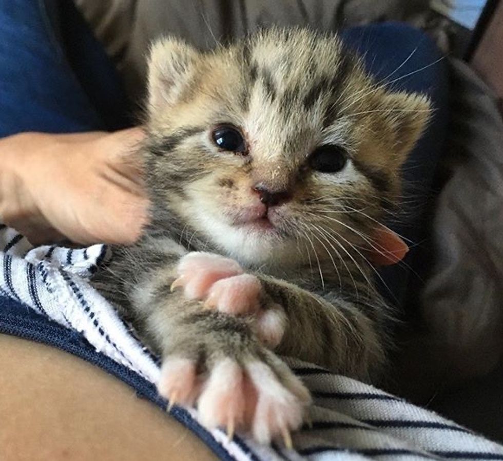 cute, kitten, tabby, cuddles