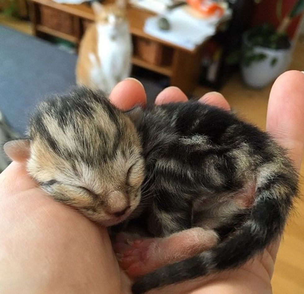 cute, kitten, palm-sized, newborn, tabby