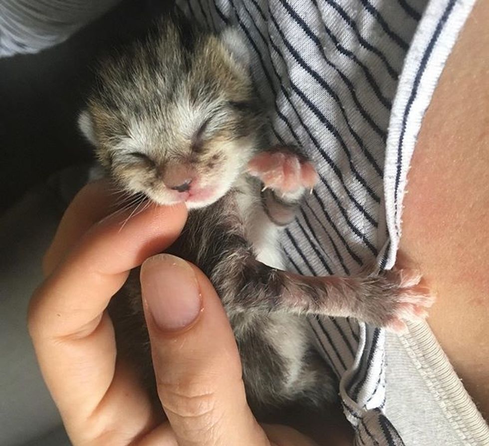 cute, kitten, tabby, cuddles