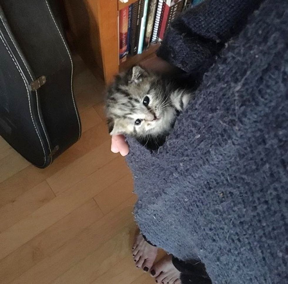 cute, tabby, kitten, pocket, cuddle