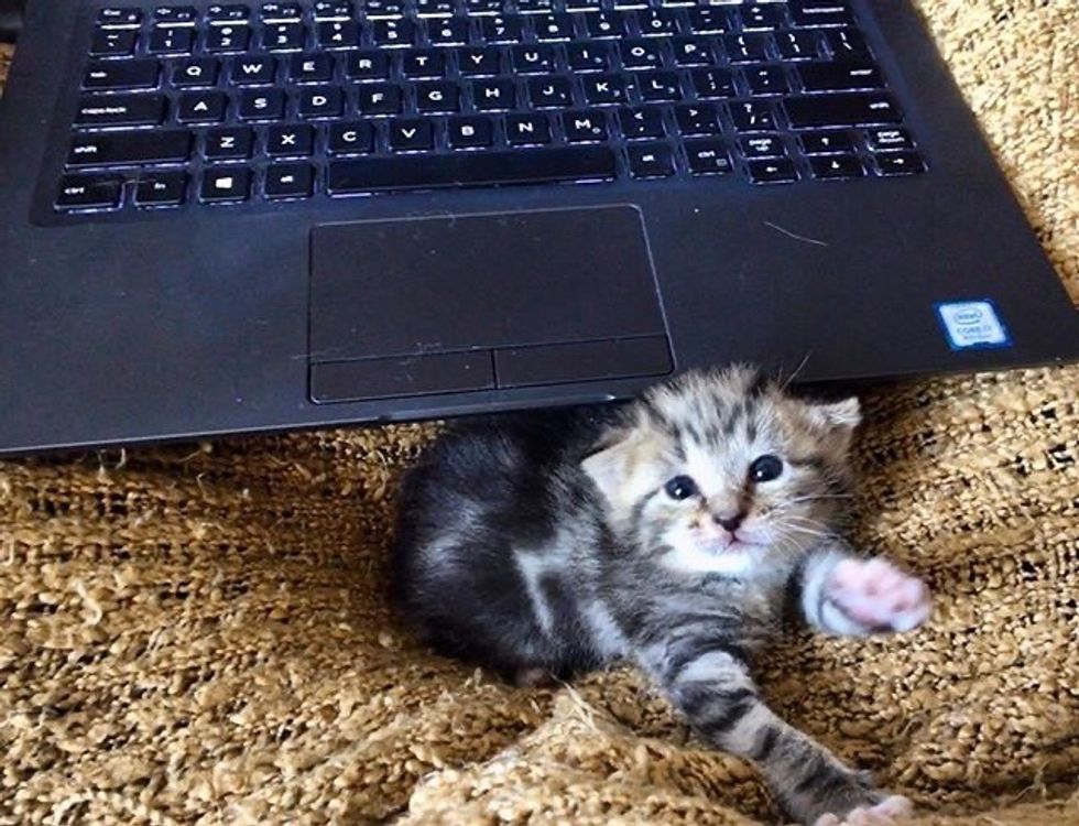 cute, kitten, tabby, work, computer, office