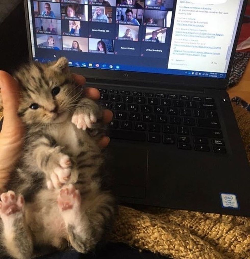 cute, kitten, tabby, work, computer, office, meeting