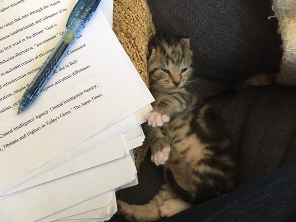 cute, kitten, tabby, work, office, sleeping