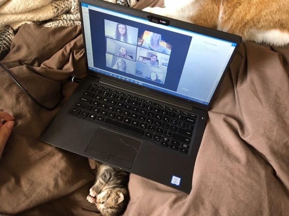 cute, kitten, tabby, work, computer, office, meeting