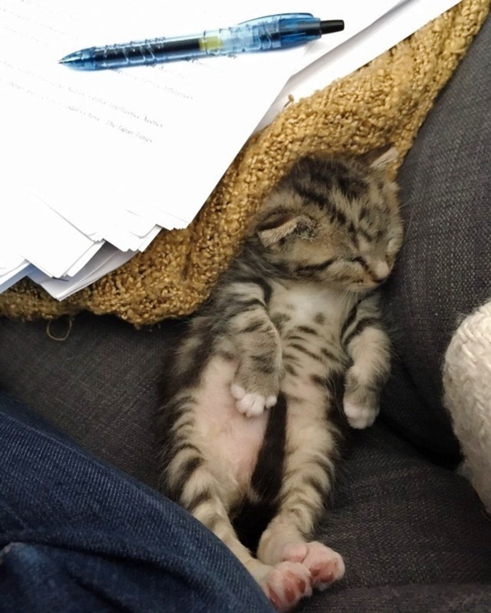 cute, kitten, tabby, work, office, sleeping