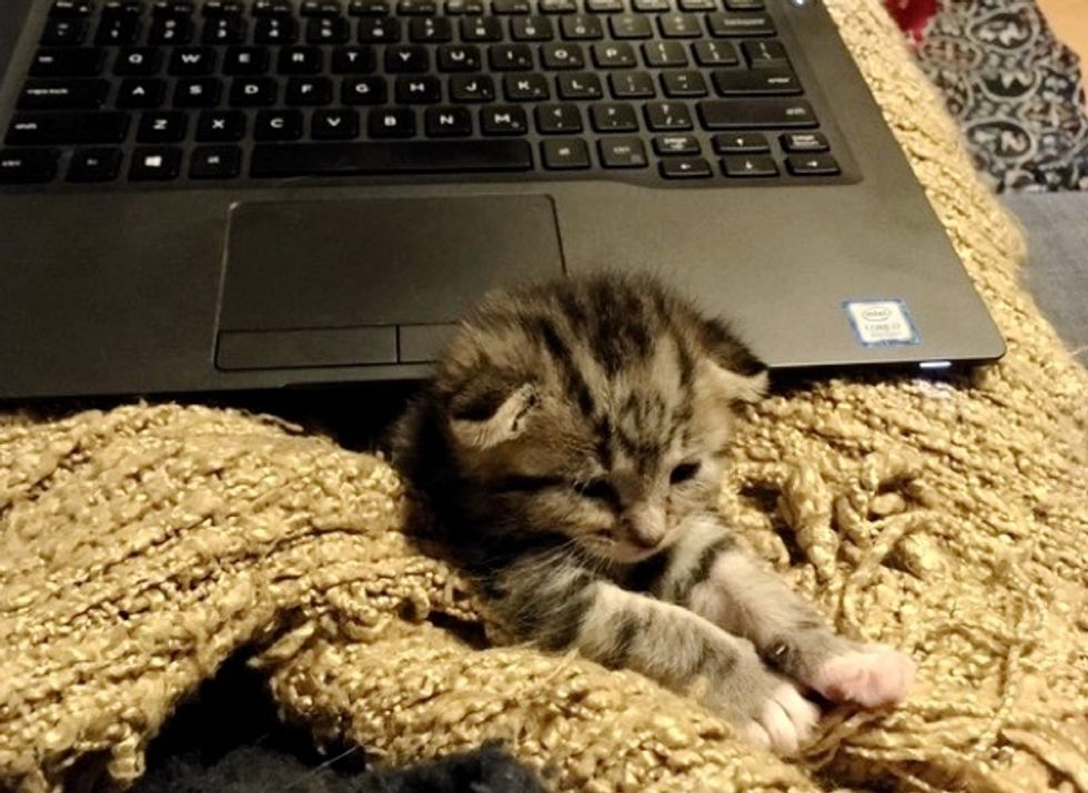 cute, kitten, tabby, work, office, computer