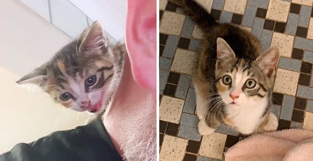 Stray Kitten Sneaks into Pizza Shop and Adopts the Chef