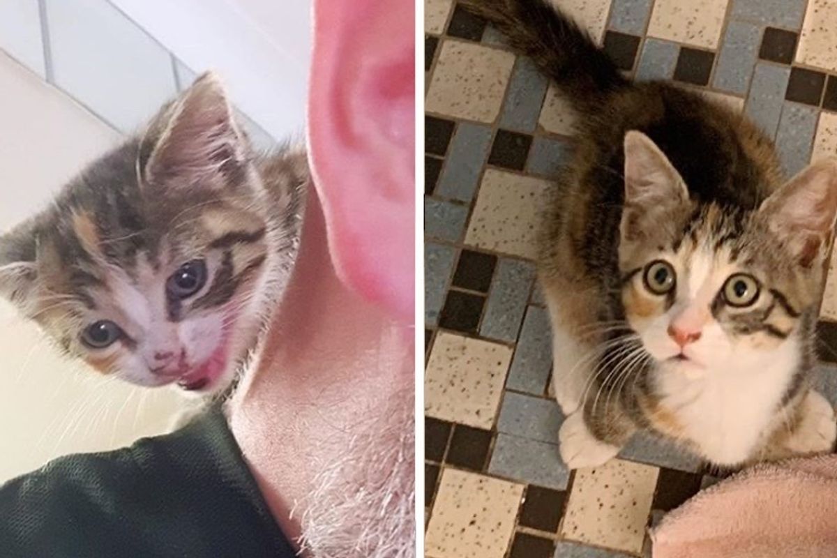 Stray Kitten Sneaks into Pizza Shop and Adopts the Chef