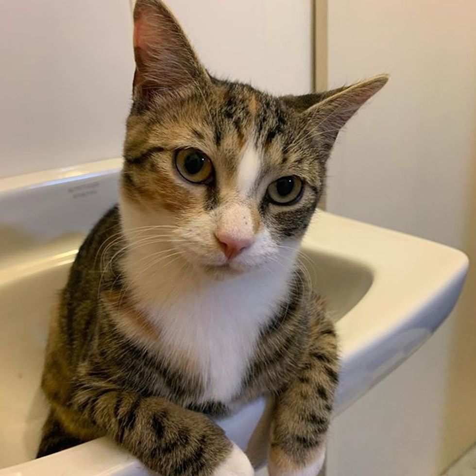 cute, sink cat, tabby