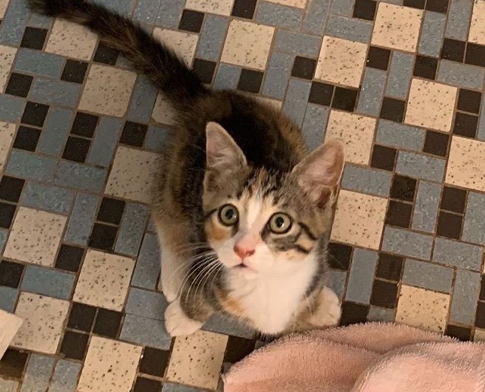 cute, kitten, torbie