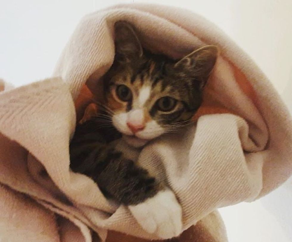 cute, cat, towel