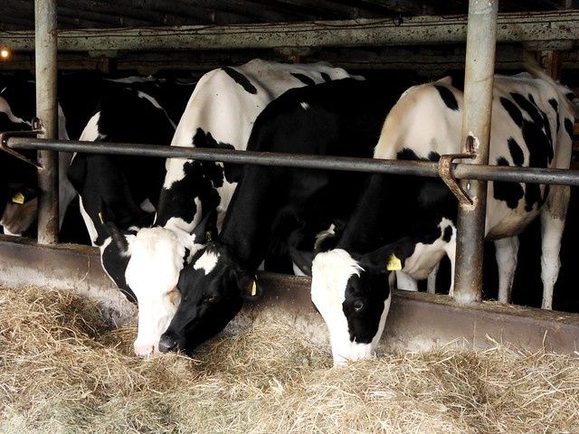 beef market, cow farm