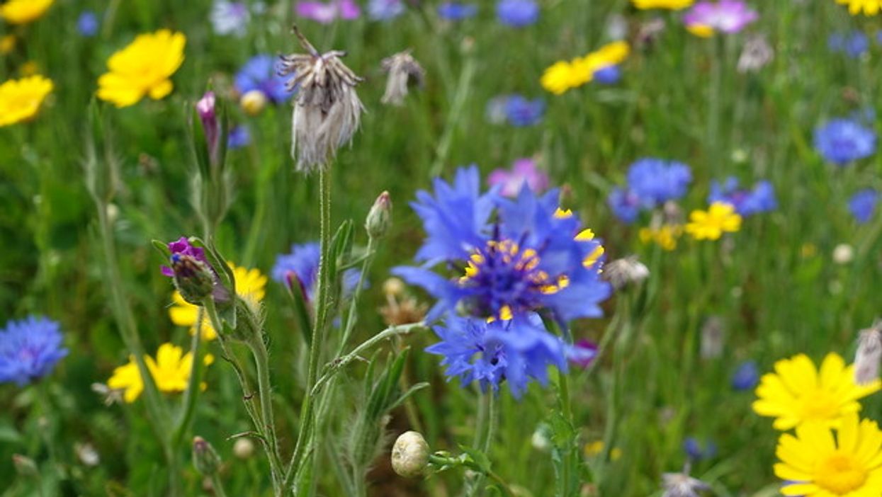 The Wildflowers Still Will Bloom