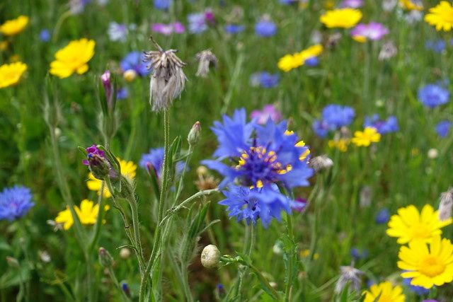 The Wildflowers Still Will Bloom