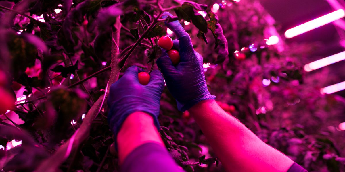 The Guggenheim Museum Is Producing Tomatoes for City Harvest - PAPER