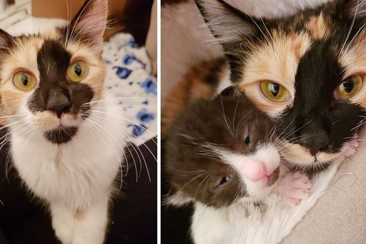 Stray Cat is So Happy When She Finds Wonderful Family to Help Her Kittens