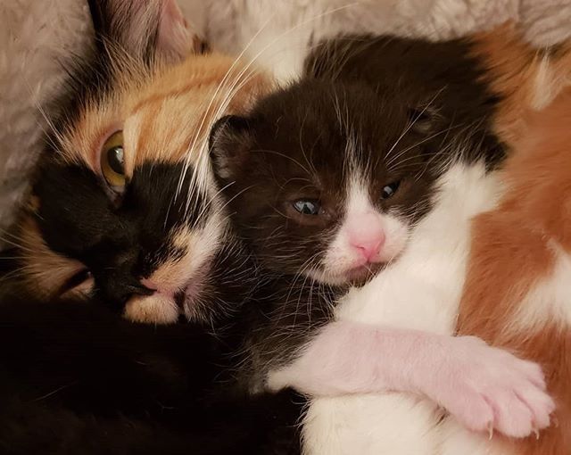 cute, kitten, cuddle, calico, mom