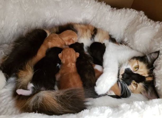 cute, kitten, cuddle, calico, mom, nursing