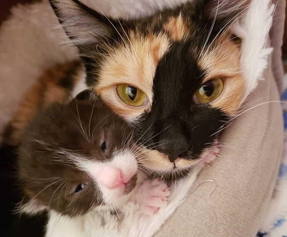 cute, kitten, cuddle, calico, mom