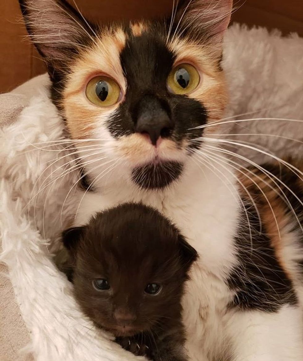 cute, kitten, cuddle, calico, mom