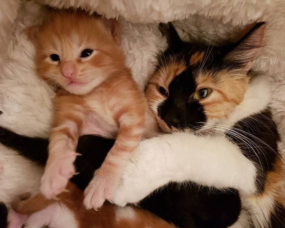 cute, kitten, cuddle, calico, mom