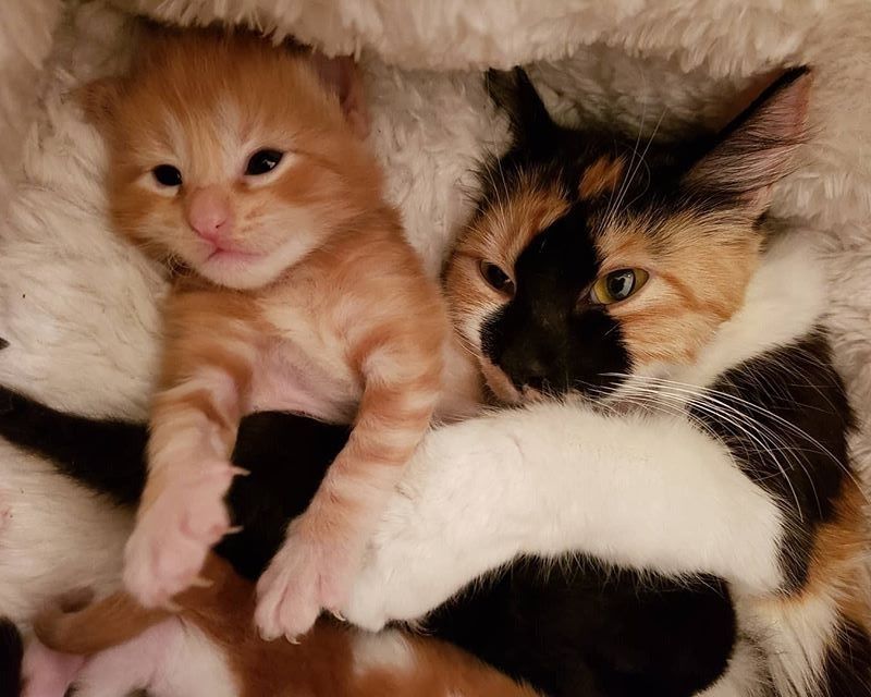 cute, kitten, cuddle, calico, mom