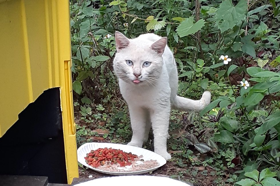 cute, cat, stray