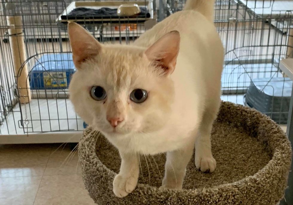 cute, cat, shelter