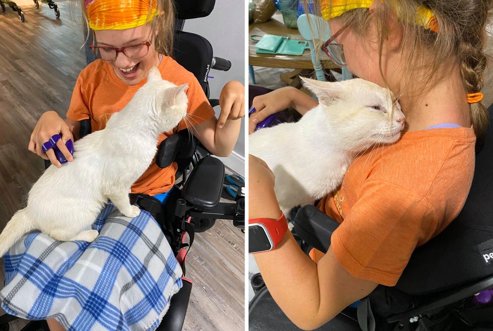 cute, cat, wheelchair, cuddles, adopt, Sinatra