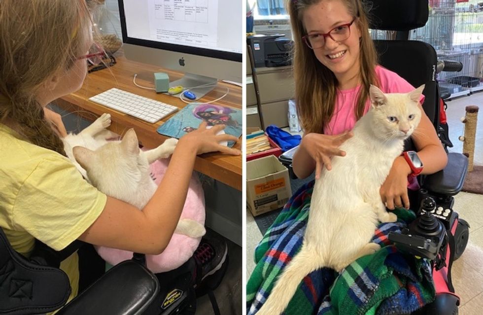 cute, cat, wheelchair, cuddles, adopt, Sinatra