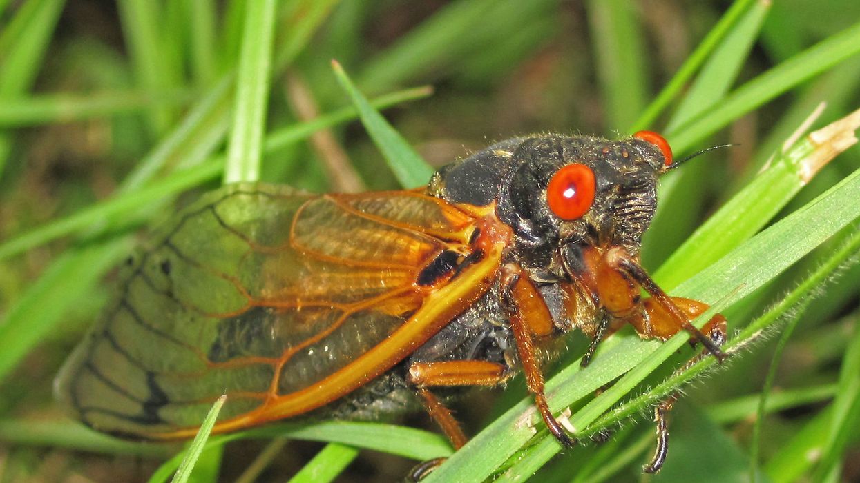 17-year cicadas are emerging and folks in these 3 states might want to stay socially distant