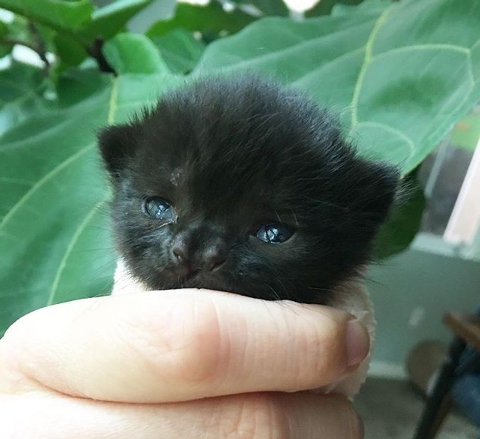 cute, kitten, cleft, nose