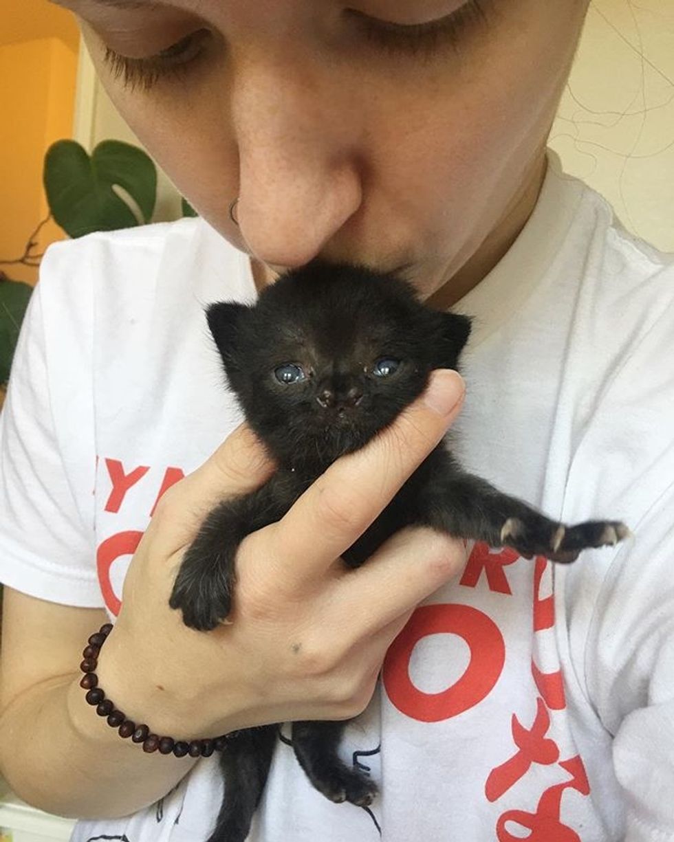 cute, kitten, cleft, nose, kiss