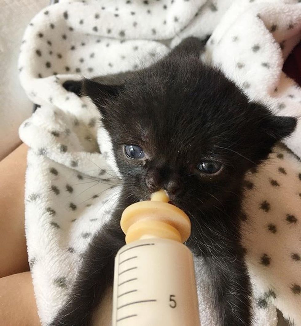 cute, kitten, cleft, nose, nursing