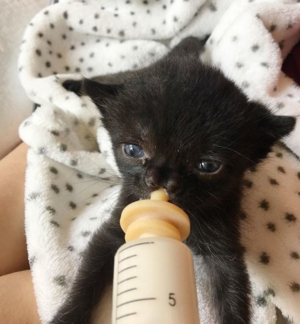 Kitten with Cutest Nose is Thriving After She Was Found in Backyard ...