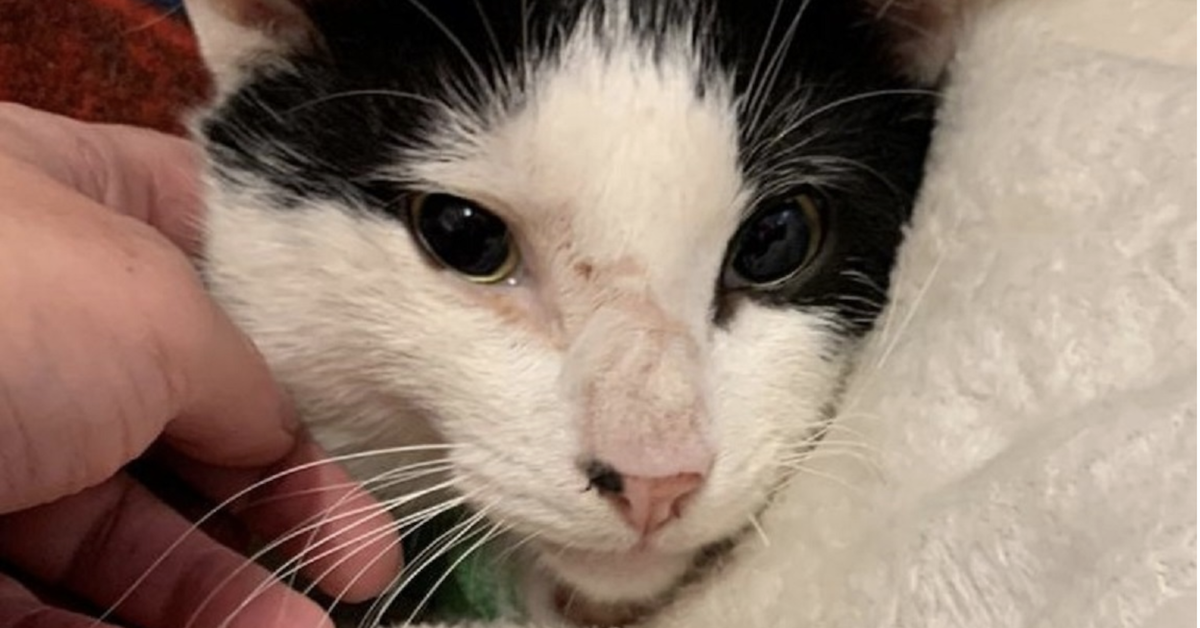 Owner Is Left In Disbelief After His 'Miracle Cat' Somehow Survives Being Hit By A Train