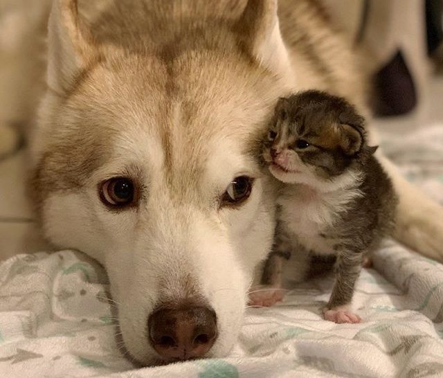 husky and kitten